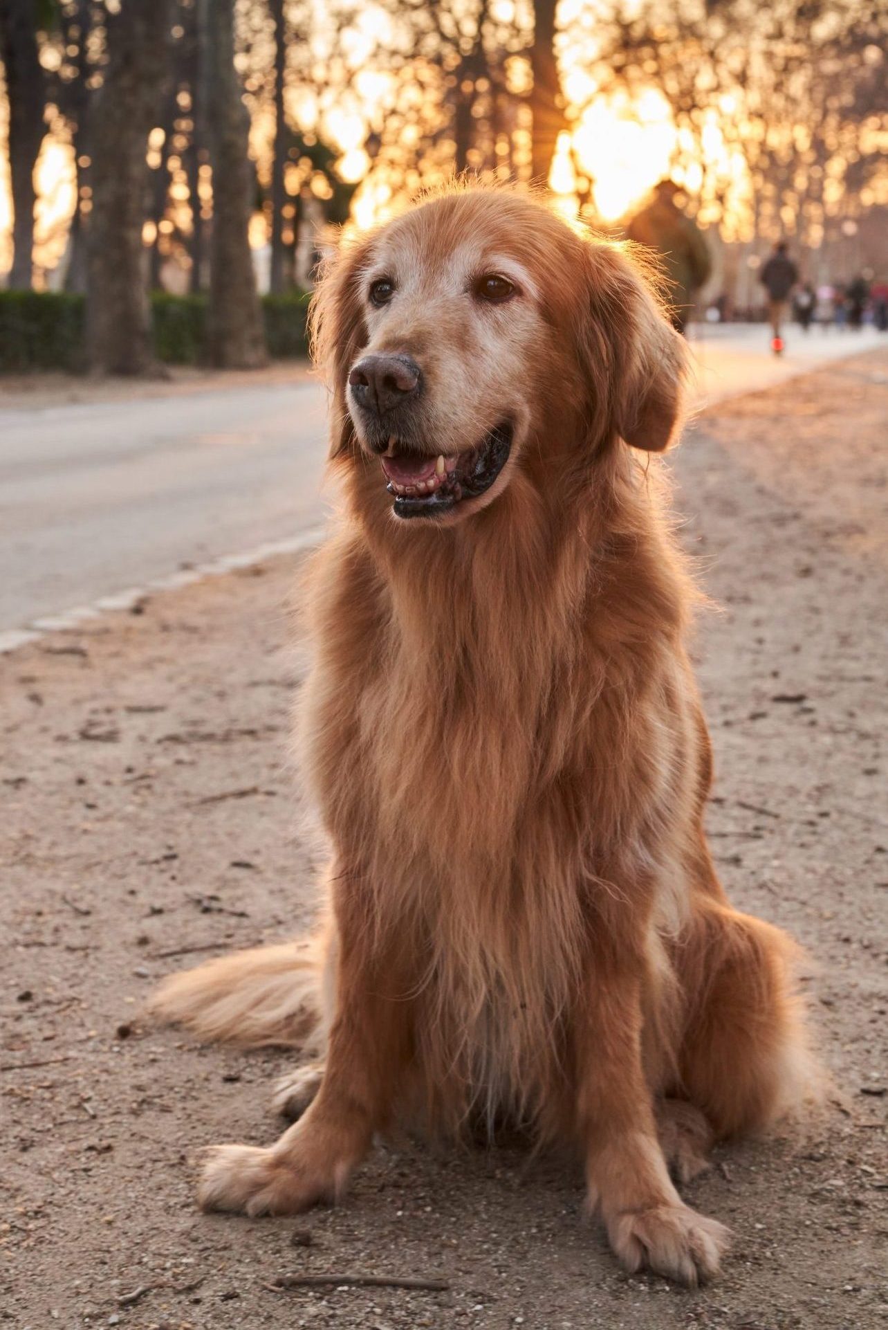 golden retriever sitting on sand at a park with afternoon sun in the background