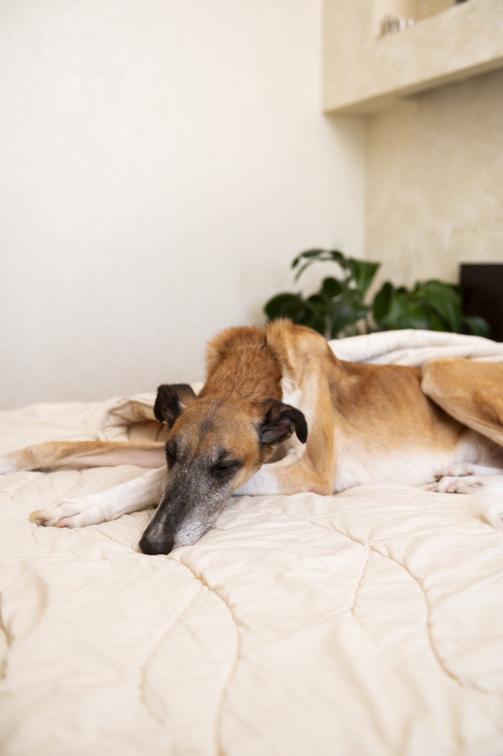 high angle dog laying bed